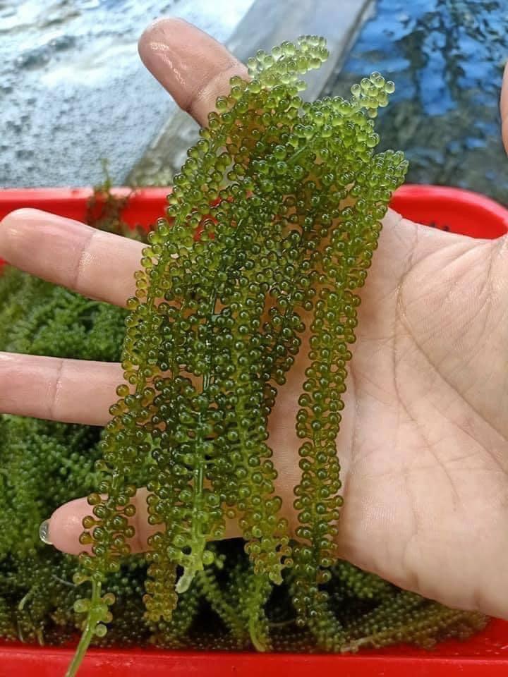 Dehydrated Sea Grapes (Lato) (Araropsep)