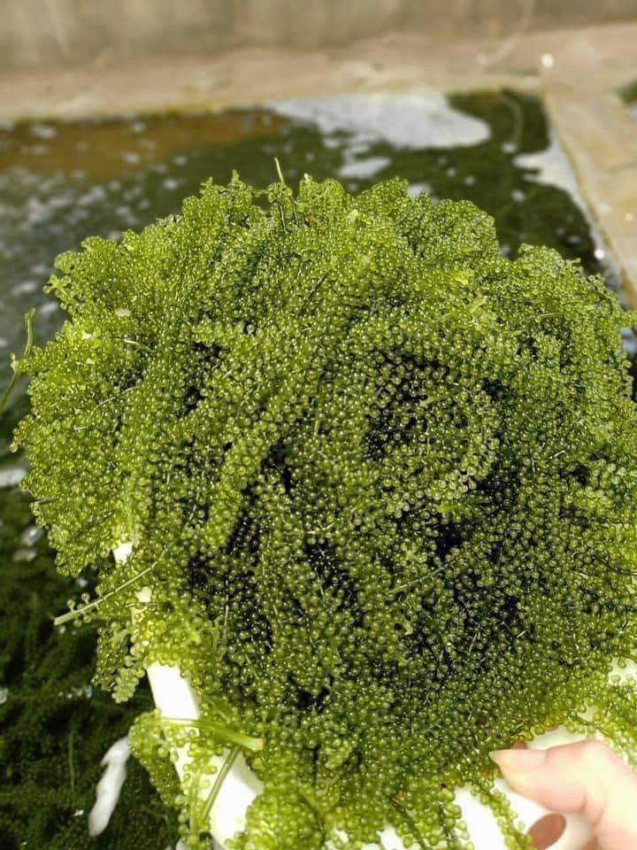 Dehydrated Sea Grapes (Lato) (Araropsep)