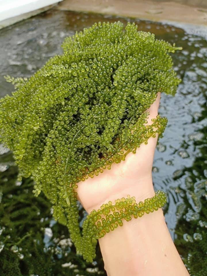 Dehydrated Sea Grapes (Lato) (Araropsep)